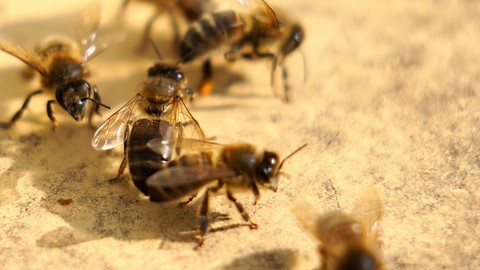 abeille noire, escort,boy, accompagnateur, remorquage, girl, manutention et aquarelles.